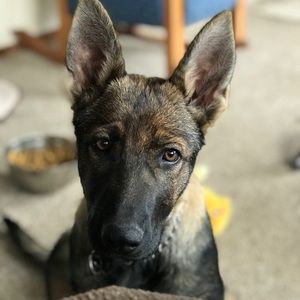 Meet your Posher, Jerry